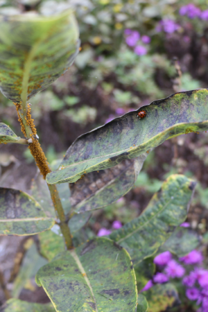 Ladybug on milkweed leaf
